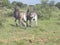 Zebra wild animals horses with black and white stripes