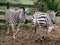 Zebra wild close up