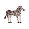 Zebra Wild Exotic African Animal Vector Illustration