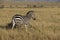 Zebra in the wild maasai mara