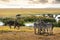 Zebra and Wildebeest in Amboseli Kenya Field