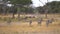 Zebra and Wildebeest Animals in Herd Slowmotion, Africa