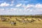 Zebra a wildebeest graze the plains of the Masai Mara, Kenya, during the annual great migration