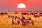 Zebra and wildebeest groups with amazing red sunset in african savannah. Serengeti National Park, Tanzania. Wild nature african