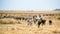 Zebra and Wildebeest Migrating in Kenya