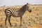 Zebra in the wilderness at Tsavo East National Park