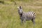 Zebra Wildlife