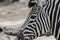 Zebra wildlife animal head portrait close up on a blurry background