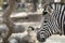 Zebra wildlife animal head portrait close up on a blurry background