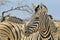 Zebra - Wildlife Background from Africa - Beautiful Contrast