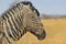 Zebra - Wildlife Background from Africa - Beautiful double stripes