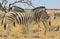 Zebra - Wildlife Background from Africa - Beautiful Stallion double stripes