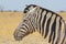 Zebra - Wildlife Background from Africa - Contrast of Beauty