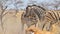 Zebra - Wildlife Background from Africa - Stallion fight and bite