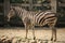 A Zebra at Zoo