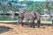 Zebra in Zoo in Bangkok