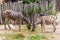 zebra in zoo - two black and white striped zebras eating grass