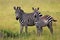 Zebraa during the great migration in masai mara