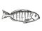 Zebrafish Australian Fish Cartoon Retro Drawing