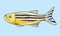 Zebrafish Cartoon Isolated Cute Fish Illustration