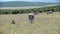 Zebras in addo elephant