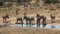 Zebras in the Addo Elephant Park South africa