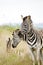 Zebras in africa