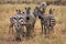 Zebras in africa national park