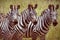 Zebras in africa national park