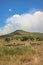 Zebras in africa national park