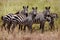 Zebras in africa national park