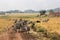 Zebras in africa national park