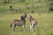 Zebras on african grass plains