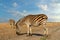 Zebras African herbivore animals in autumn landscape