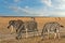 Zebras African herbivore animals group