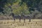 Zebras in Akagera National Park in Rwanda.