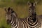 Zebras Alert Wildlife