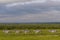 Zebras all lined up in Ol Pejeta, Sweetwaters, Kenya, Africa