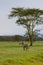 Zebras, Amboseli