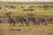 Zebras in Amboseli Park, Kenya