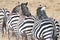 Zebras backside standing in line, Zebras in Serengeti, Tanzania, Africa. Zebras in African savanna showing stripes on back