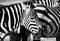 Zebras, in Black and White