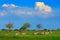 Zebras with blue sky and storm clouds. Burchell`s zebra, Equus quagga burchellii, Nxai Pan National Park, Botswana, Africa. Wild