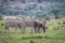 Zebras, Blue wildebeests, Elands on a grass plain