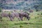 Zebras, Blue wildebeests, Elands on a grass plain