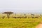 Zebras and blue wildebeests in Serengeti landscape