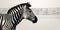 Zebras bold stripes merging with barcode lines, symbolizing the intersection of nature and technology, concept of