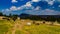 Zebras and buffalos in a natural reserve with trees, grass and green vegetation