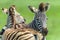 Zebras Calf Affections Wildlife Animals