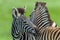 Zebras Calf Necking Affections Wildlife